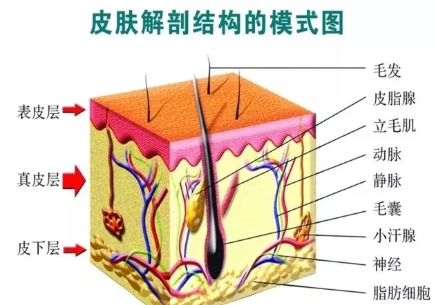 我们的皮肤如何分类?
